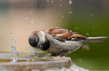 vers drinkwater voor tuinvogels voorzien
